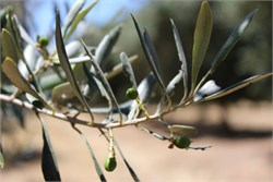Like Wine, Olive Oil has Flavour Differences Depending on Region
